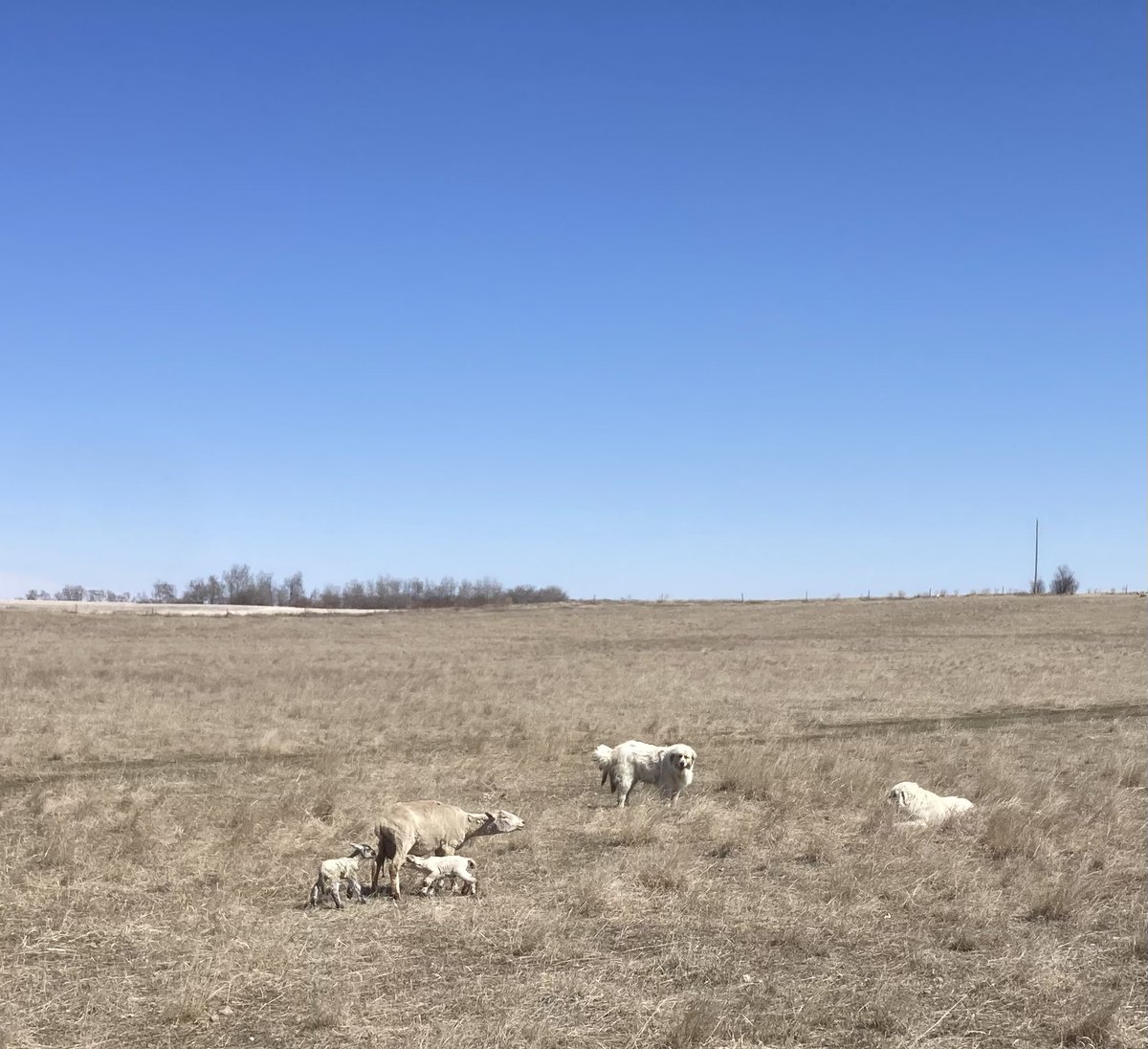 SundanceFarms's tweet image. One of them’s got dibs on the afterbirth.  #recycle #Lambing2026