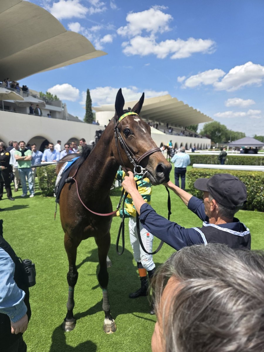 Cuadra_SanJose's tweet photo. ¡Doble victoria en el Día del Trabajo! 🏆🐎 Delicada se lleva el Premio HOWDEN con la monta de @RicardoSousaFe Enhorabuena a @ROSELLRACING por el gran trabajo. ¡Día redondo! 👏✨
​#Turf #Hípica #PremioHowden #DíaDelTrabajo https://t.co/yhCr2CEoS4