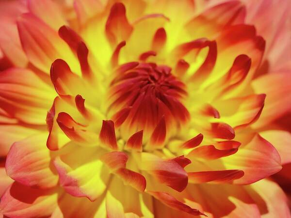 HurmerintaArt's tweet image. A Gorgeous Two Colored Summer Dahlia. Macro photography.

#cards #bags #wallart #dahlia #macrophotography

johanna-hurmerinta.pixels.com/featured/a-gor…