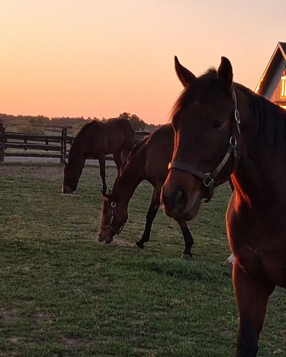 Stable Recovery tweet media