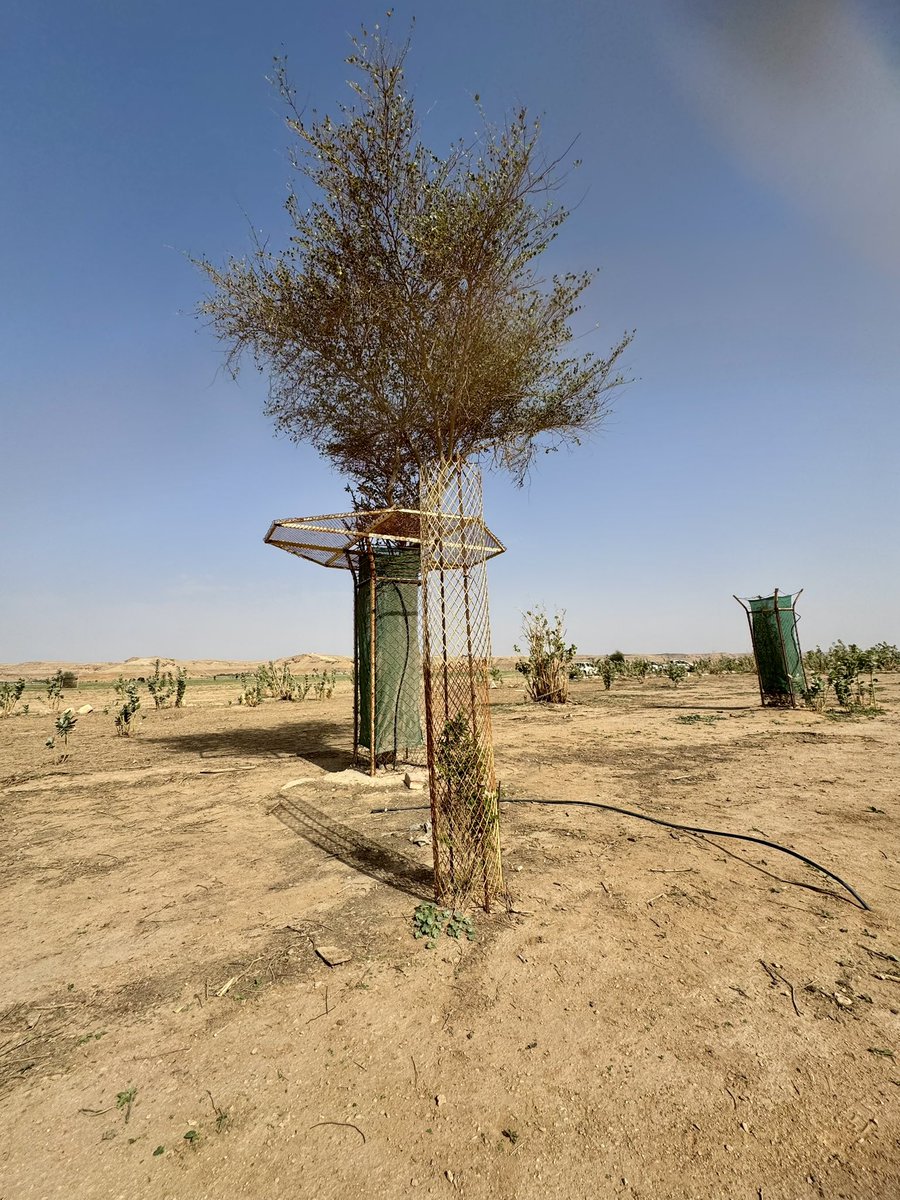 جمعية الحلوة الخضراء tweet media