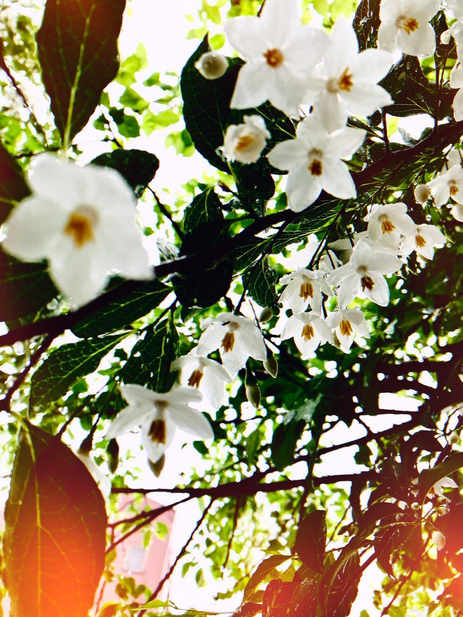 nakamuraayao's tweet image. 数日留守にしたら庭の花が色々咲きこぼれ…

#garden #rose #collor #styraxtree #photobook