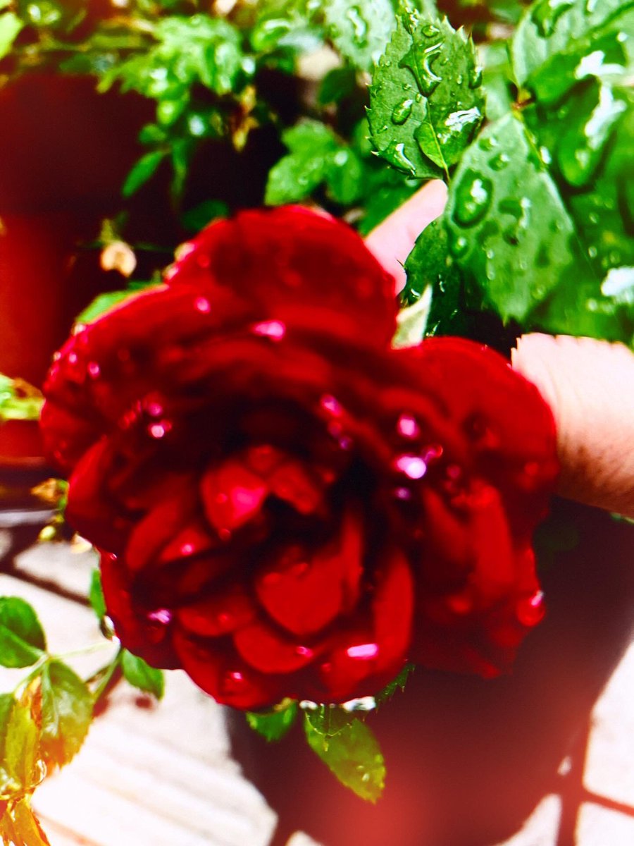 nakamuraayao's tweet image. 数日留守にしたら庭の花が色々咲きこぼれ…

#garden #rose #collor #styraxtree #photobook