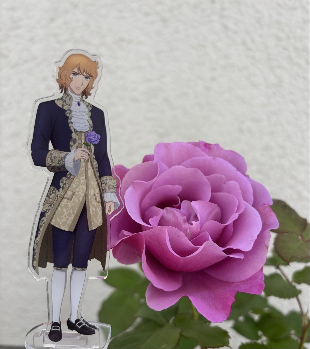 バラのF伯が咲きました🌹 昨日少し蕾が開き、そして今日はもう満開