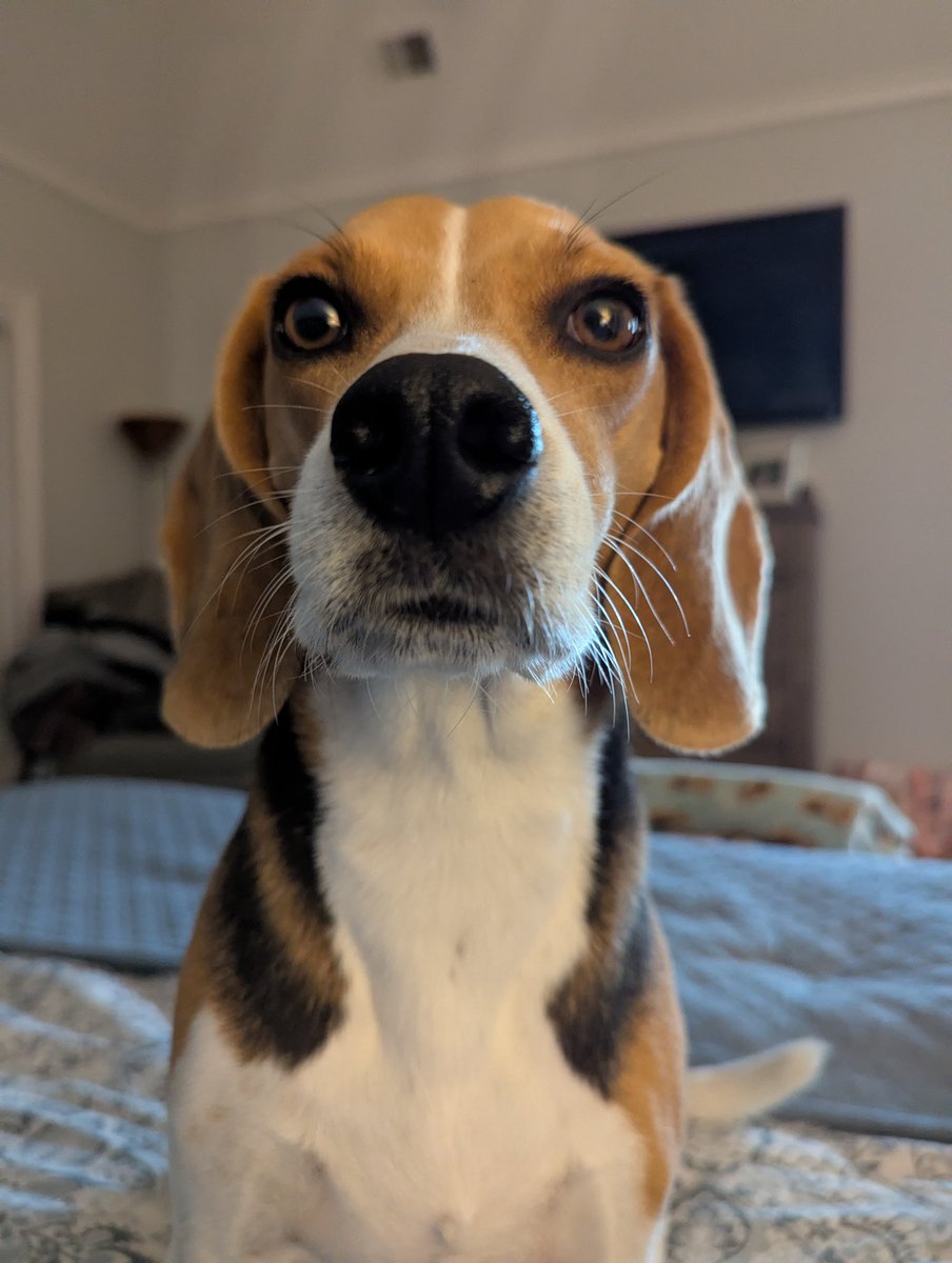 BeagleBrigadeGA's tweet image. Mom is it Friday already?

Asking for a friend...
#Beagles
#FridayVibes ♥️
