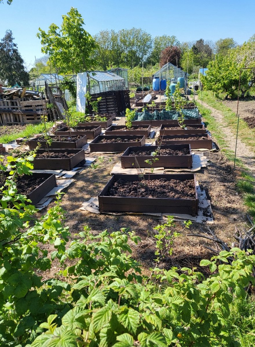 hull_restore's tweet image. I absolutely love a warm spring day in planting season, food for the belly and the soul 😍 
#allotment #spring