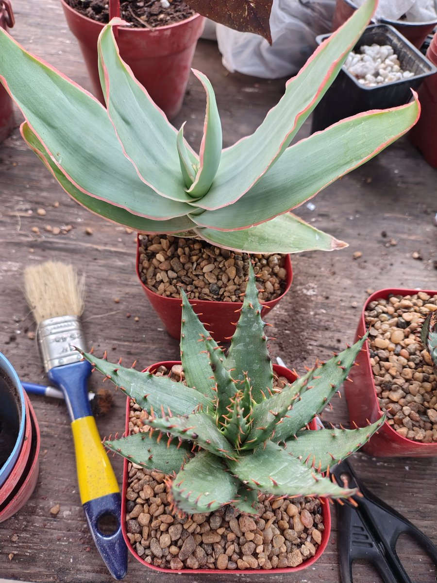 patriciarte's tweet photo. En el día del trabajo yo estoy haciendolo desde temprano porque mañana hay feria 🌵 Rodríguez Peña 1564, Martinez, de 10 a 18 hs, entrada libre y gratuita. No sé suspende por lluvia. "Cactusuculenteando" feria de plantas en zona norte, por favor RT https://t.co/r88CAoiC0E