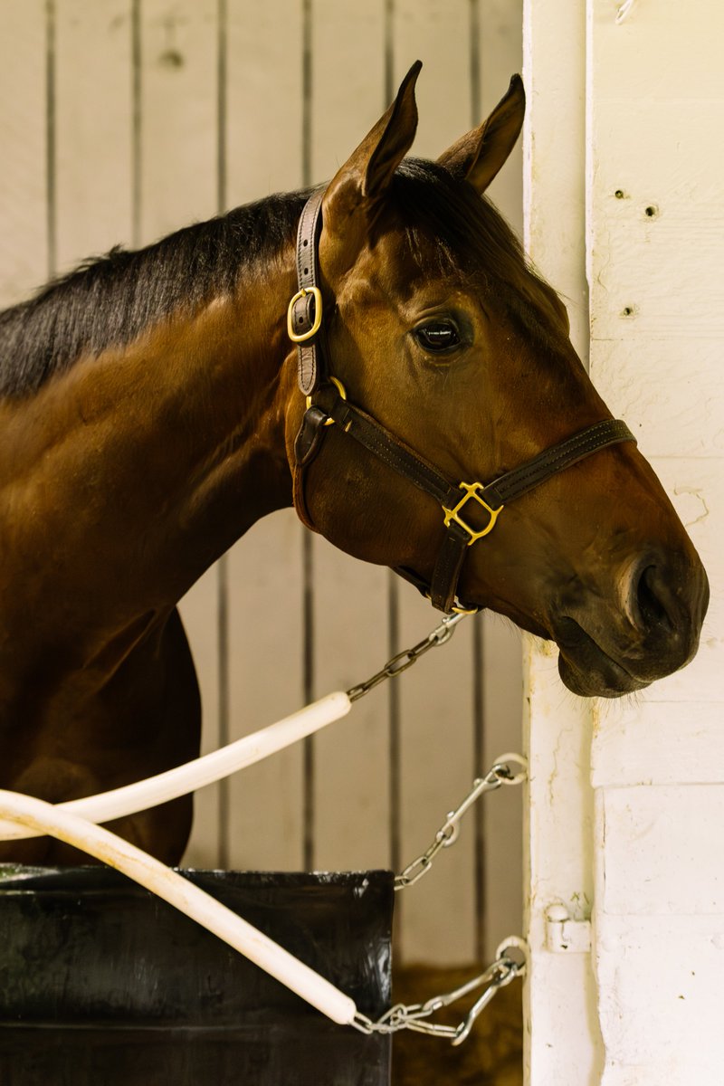 KentuckyDerby's tweet photo. Meet Robusta! 🤝

Welcome to the Kentucky Derby https://t.co/s7bcficZ2B