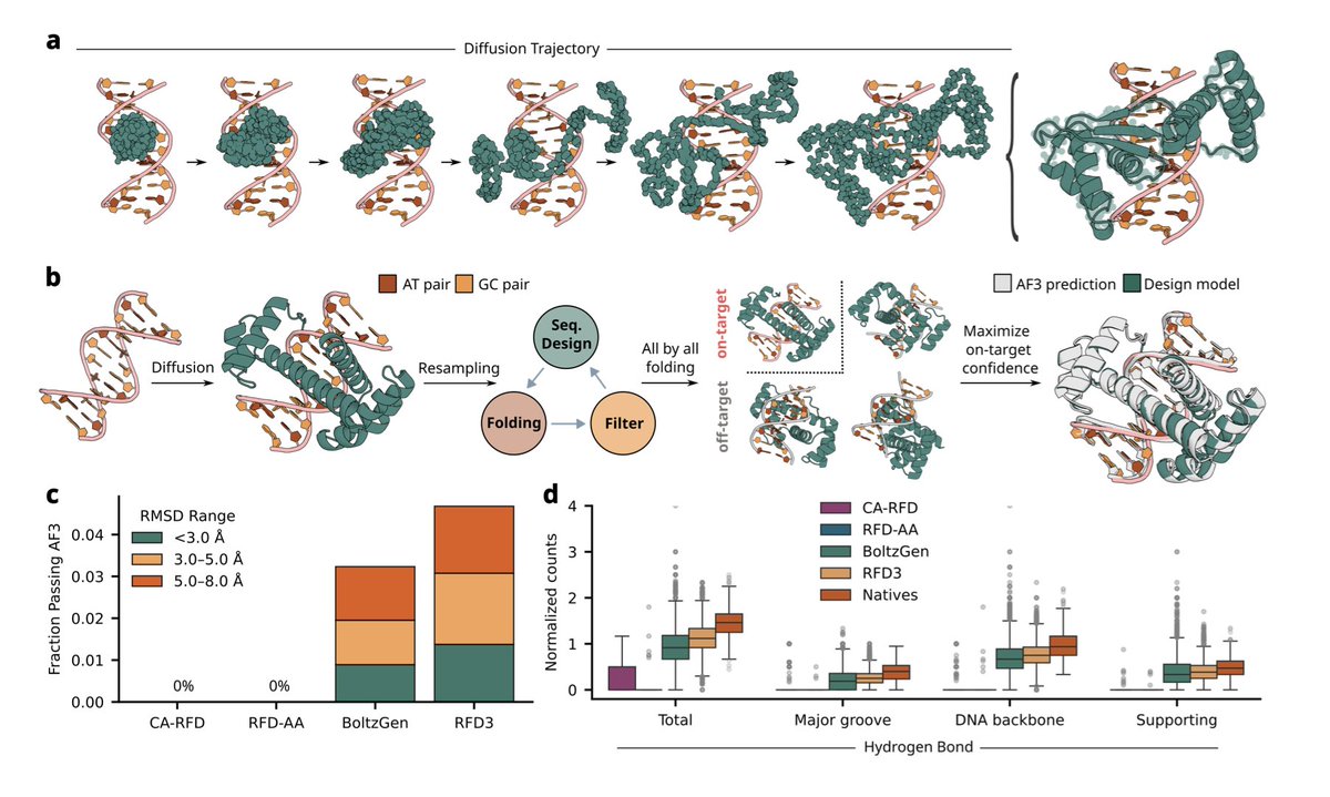 BiologyAIDaily's tweet photo. Generative Design of Sequence Specific DNA Binding Proteins

🚀 New preprint from David Baker!🚀

1. This study achieves a ~100-fold improvement in success rates for de novo DNA binder design compared to previous approaches, identifying specific binders for 7 out of 15 diverse DNA targets by testing only 96 designs per target.

2. The method combines RFdiffusion3 for structure generation with explicit AlphaFold3-based screening against off-target interactions, addressing the fundamental challenge that B-form DNA has similar global structures across sequences with only subtle chemical differences between bases.

3. The design pipeline consists of two phases: a "binder block" focused on generating proteins with dense atomic interactions with target DNA, and a "specificity block" that filters designs by comparing AlphaFold3 confidence between on-target and off-target predictions using ΔminPAE metrics.

4. Key innovations include maximizing hydrogen bonding networks with DNA bases for direct readout and phosphate backbone contacts for indirect readout, alongside preorganized side-chain conformations stabilized by intraprotein buttressing interactions to reduce off-target binding.

5. Experimental validation using yeast surface display revealed that in silico specificity filtering boosted specific design frequency by 6-fold (from 0.5% to 3%), with most binding designs from the specificity block also being sequence-specific.

6. Purified designs showed nanomolar binding affinities (KD 3-30 nM), and single-base resolution competition assays demonstrated robust sequence discrimination across diverse targets, with designs often preferring intended targets over 35 out of 40 single base variants.

7. The designed proteins are structurally novel with no close global matches to known DNA-binding proteins in the PDB, yet achieve binding affinities comparable to native transcription factors, representing genuinely de novo solutions rather than redesign of existing scaffolds.

8. Structural diversity among successful designs includes both modular helical bundle architectures reminiscent of homeodomains and integrated monolithic folds distinct from natural transcription factors, highlighting the broad solution space accessible to generative diffusion models.

9. The study identifies important trade-offs between folding and selectivity, with more stringent off-target filtering reducing expression rates, suggesting future improvements could come from direct specificity optimization during inference rather than post-hoc filtering.

10. Applications span programmable gene regulation, targeted genome manipulation, and synthetic regulatory systems, with targets including therapeutically relevant sites for PRNP, PCSK9, DUX4, and the TATA box for which no natural major groove binder exists.

💻Code: https://t.co/uOa9TDJlw2
📜Paper: https://t.co/cZBpaCRheg
#DeNovoProteinDesign #DNABindingProteins #RFdiffusion3 #AlphaFold3 #ComputationalBiology #ProteinDesign #GenomeEngineering #SyntheticBiology #TranscriptionFactors #DeepLearning