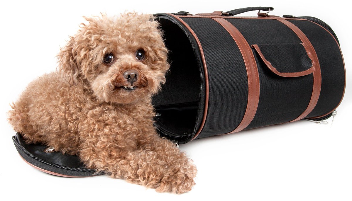 dogpuppysuplies's tweet image. New pup at home? Find everything they need—cozy beds, toys, grooming essentials, training gear—at dogpuppysupplies.com. Fast shipping &amp;amp; happy tails! 🐶✨
#PuppyEssentials #NewPuppy