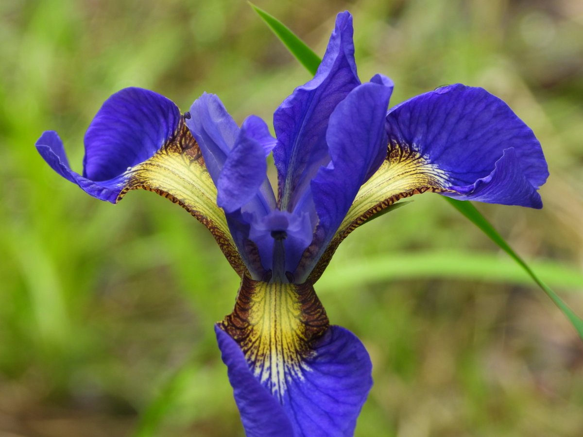 teresaholmes351's tweet image. Have a fantastic Friday. #FlowersOnFriday.💜#purple passion