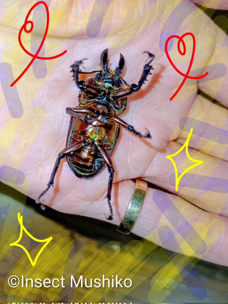 Insect_Mushiko's tweet photo. 新しくお迎えしたニジイロちゃんですが、しんだふりされます。
#ニジイロクワガタ
#キラキラ
#綺麗な発色の虫
#カギヅメは引っかかると痛い https://t.co/txM4FZzYN8