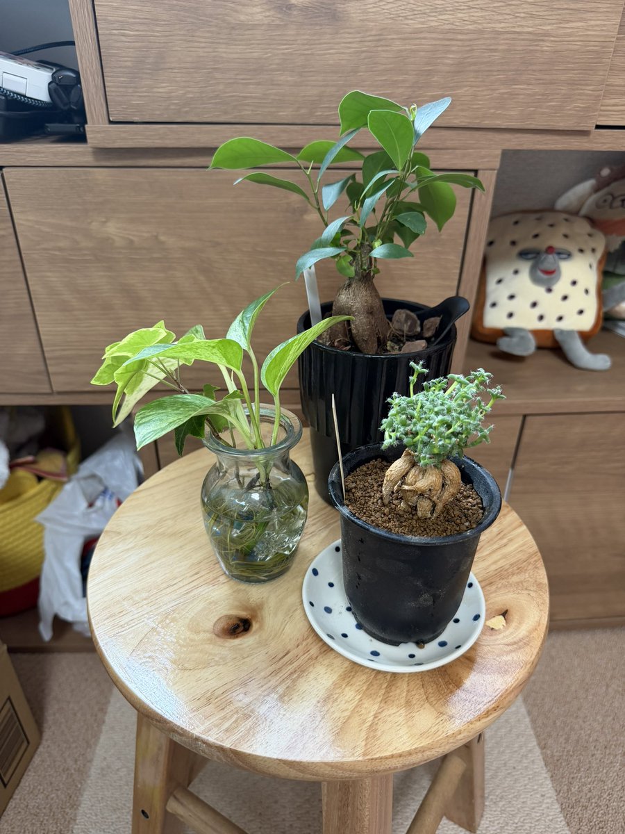 ruri_everyday's tweet photo. 新しく観葉植物ゲット🪴 https://t.co/qv2ifSTFNF