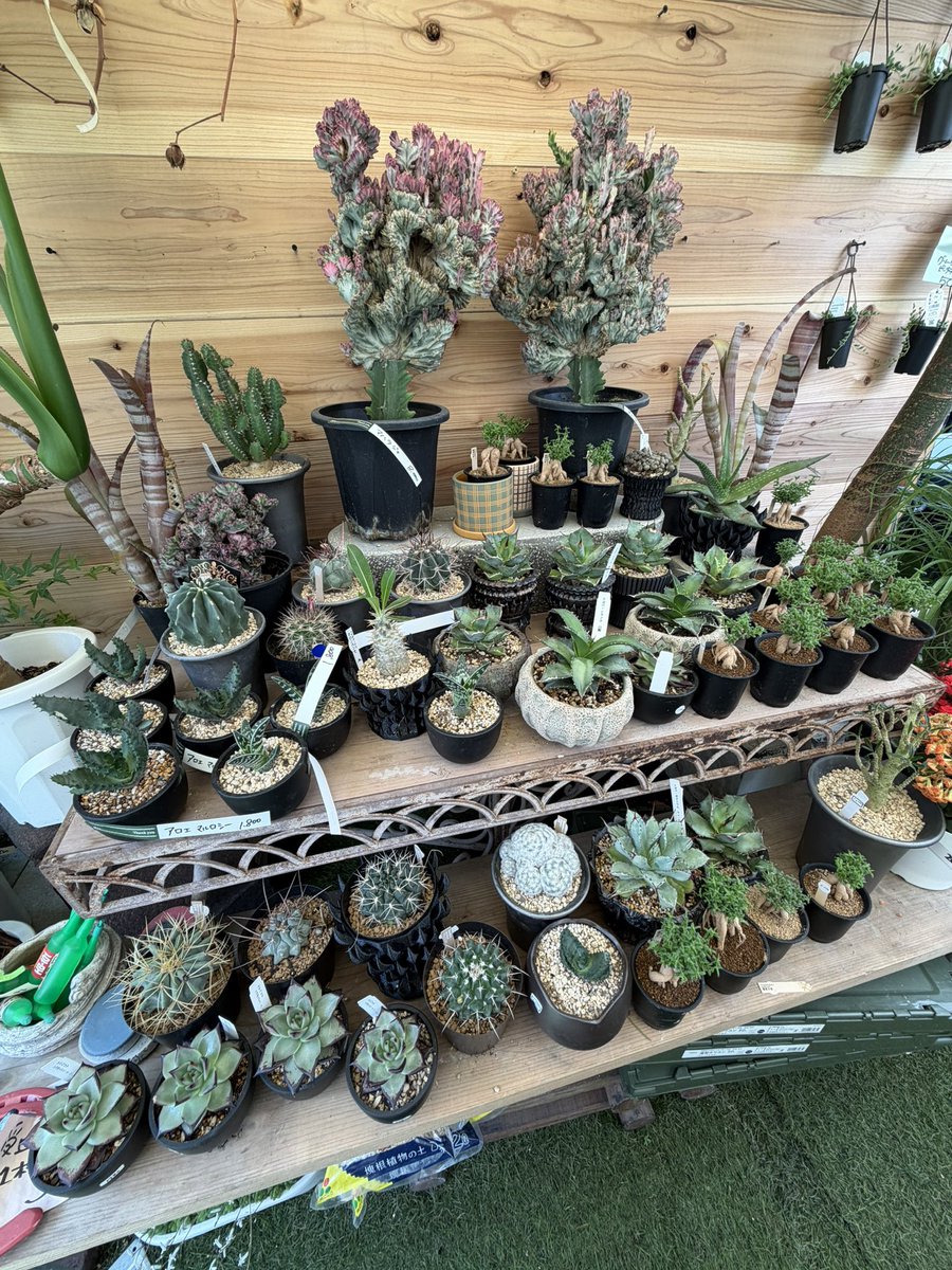 ruri_everyday's tweet photo. 新しく観葉植物ゲット🪴 https://t.co/qv2ifSTFNF