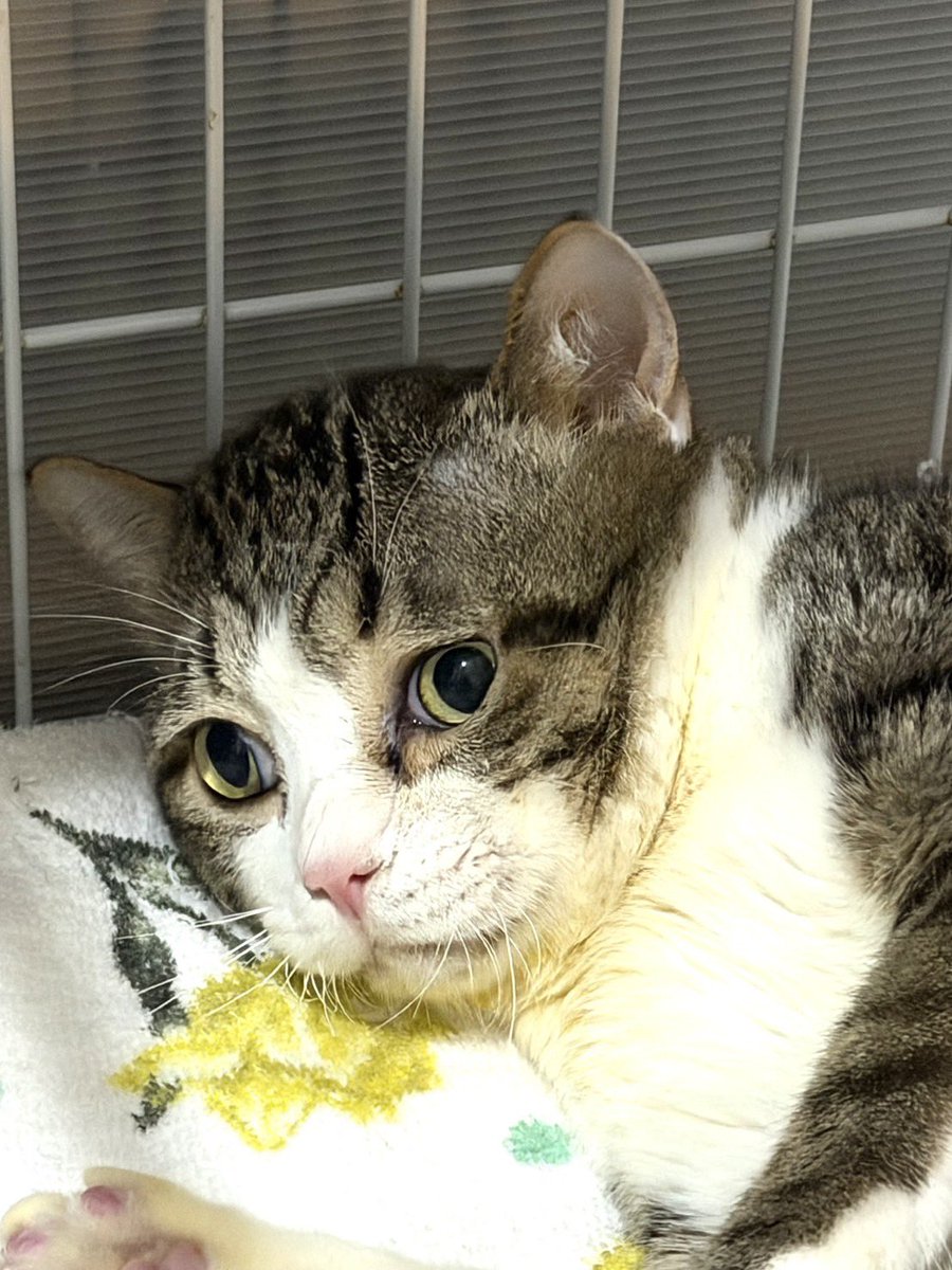 umikun_hikari's tweet photo. こんばんは！
うみ君ずっと前からすぐにメヤニが出たり、結膜炎になったりを繰り返していましたが、すごく綺麗になりました👀
更に目がパッチリして、更に可愛くて、更にイケメン❣️なのです🥰 https://t.co/S9YWmOXswy