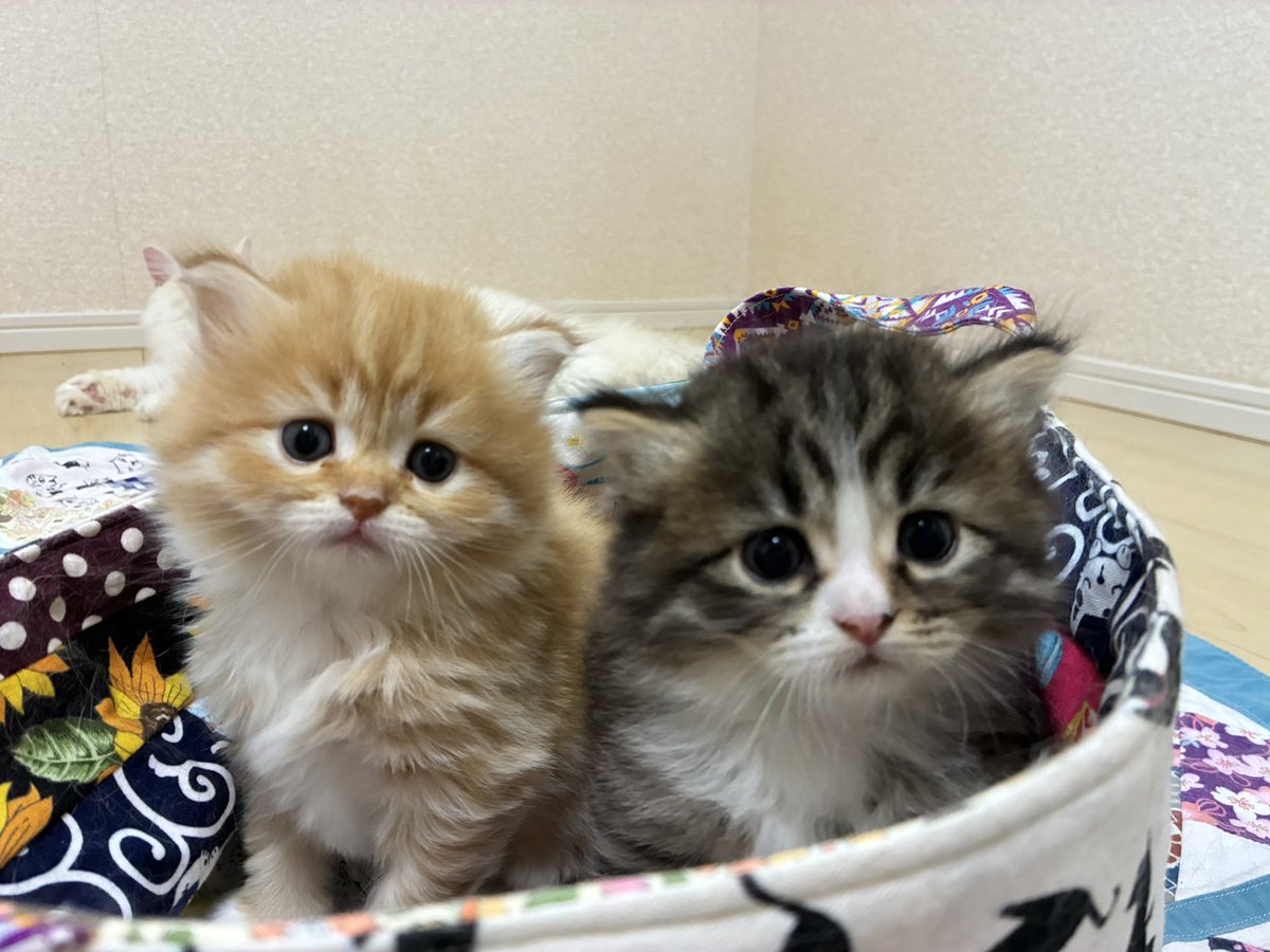nagomicattery's tweet photo. 仲良し🐱

 #サイベリアン
 #子猫 https://t.co/52e9lstEi2