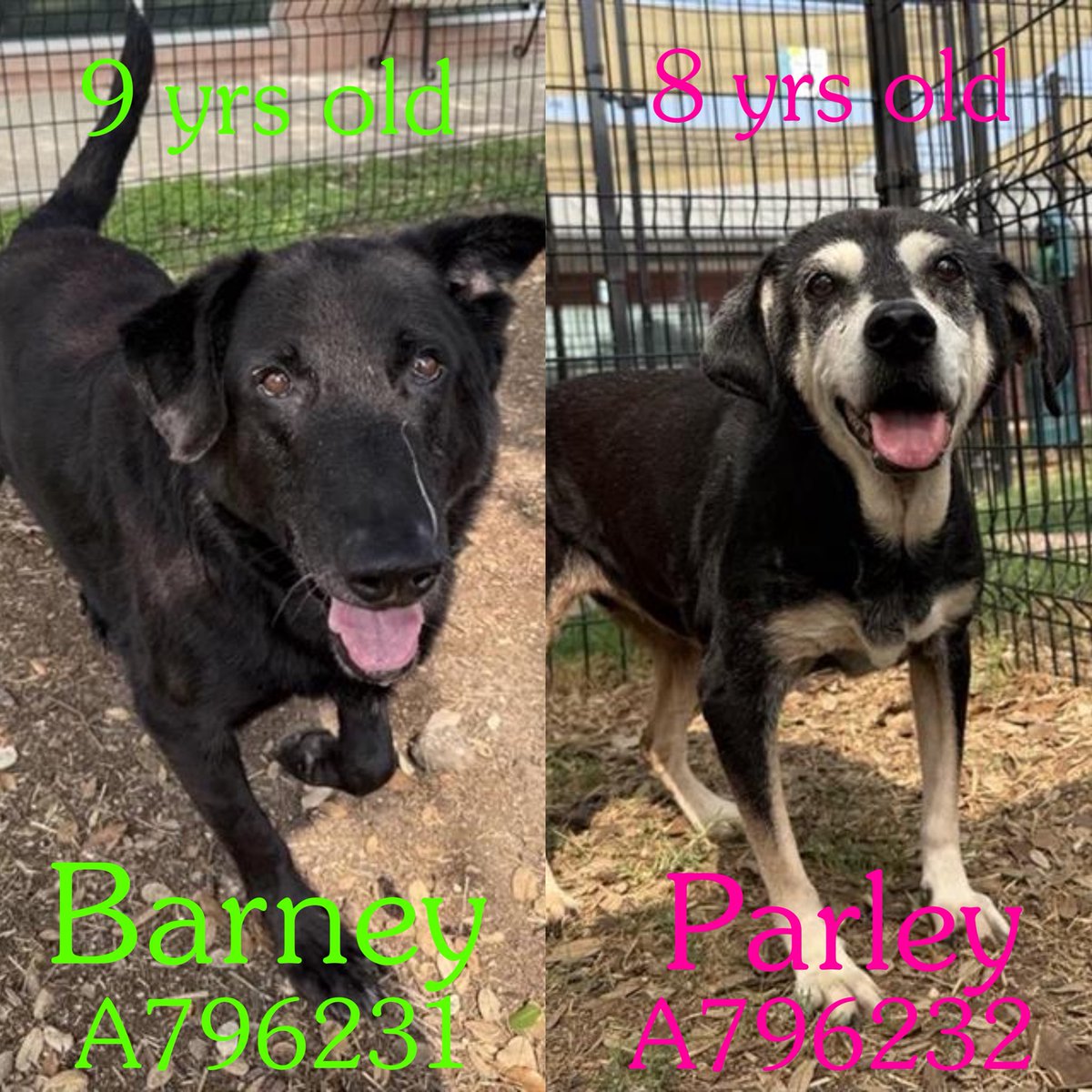 _taysmyoxygen1d's tweet image. 🆘 2 OLDER DOGS KENNELLED TOGETHER TO BE KILLED TODAY 5.1 BY #SANANTONIO ACS #TEXAS‼️

Barney #A796231 &amp;amp; Parley #A796232 
9yo M, 92lb, hw- &amp;amp; 8yo sF, 44lb, hw-

He’s very sweet &amp;amp; excited to go outside &amp;amp; meet new people.
🚨Parley’s struggles to walk, has some diarrhea &amp;amp; coughs