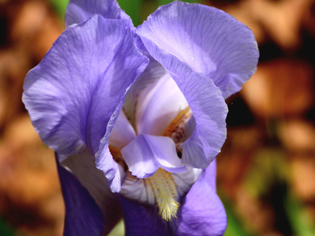 teresaholmes351's tweet image. Have a fantastic Friday. #FlowersOnFriday.💜#purple passion