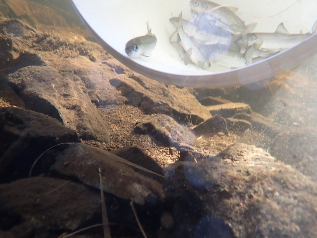 WSFTrust's tweet photo. This are getting busy now, with 2 smolt traps running, but great to see some lovely fish passing through. Good to get some decent weather as well - although less of the bitey things would be appreciated! https://t.co/t275MxSC9v