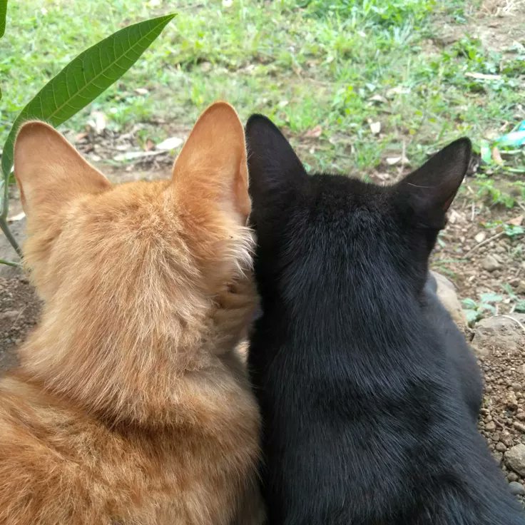 SP1RALST4R's tweet image. gunshow as cats coded (puzzles is the ginger and wpnz is the black one)
#gunshow