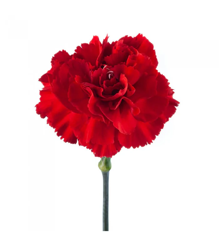 thesis_t1na's tweet photo. #teamcarnation @HadestownUK you can't trick me https://t.co/Yv8EuJP8gU