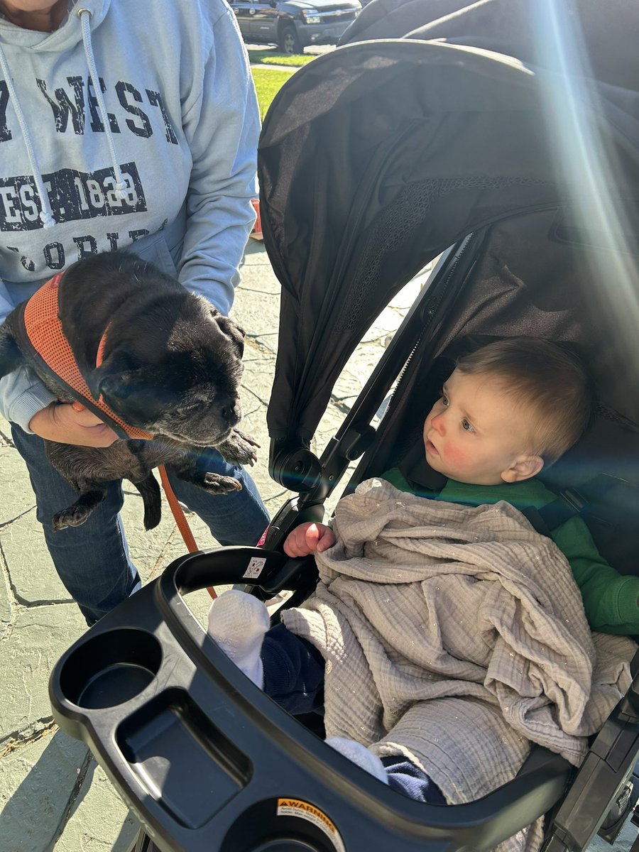 Foxy_Troxy_'s tweet photo. Palmer got to meet another Orioles fan today at a yard sale (Ripken, the dog!). 
We found quite a few @Jim22Palmer cards for him! Hoping to take Palmer to his first game at Camden Yards this summer and get one signed. 🧡🖤 Let’s Go O’s! https://t.co/8JoOnTgJwI