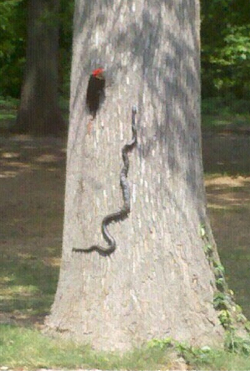 hollytreecc's tweet photo. Woodrow investigating a trespasser to his tree on #12.  Thank you to our member that shared this picture. https://t.co/Ti627pWoEQ