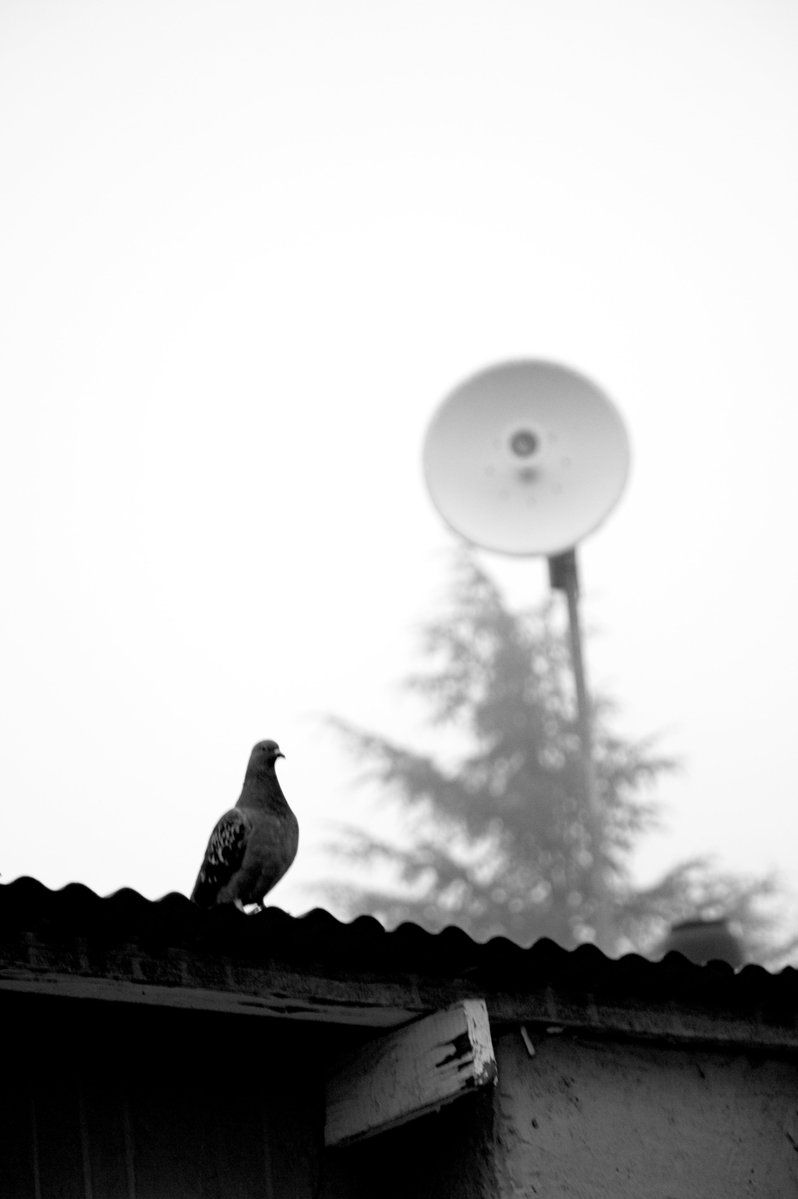 BungeTheo's tweet image. Linear/non-linear.

#photography #monochrome #pigeon #fineart #tree #roof