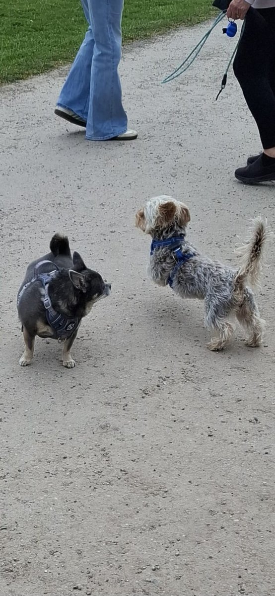 Tracy B & Nairo the Chihuahua tweet media