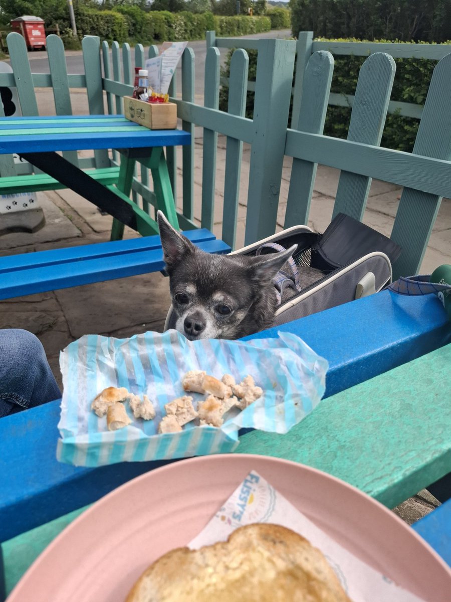Tracy B & Nairo the Chihuahua tweet media