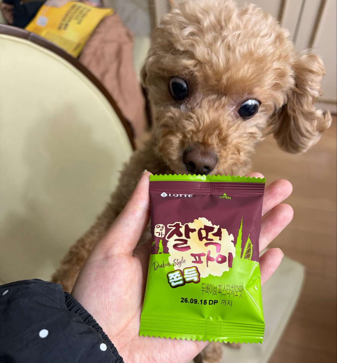 푸들 새찌 tweet media