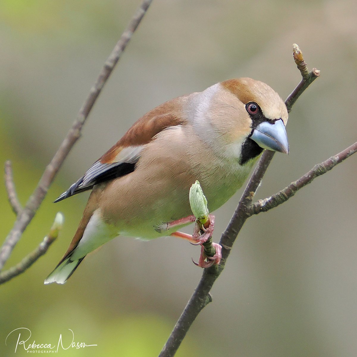 ShetlandTours's tweet image. Beautiful Hawfinch in our Lerwick garden today. #shetland #springbirds #hawfinch #gardenbirds #thenossboat