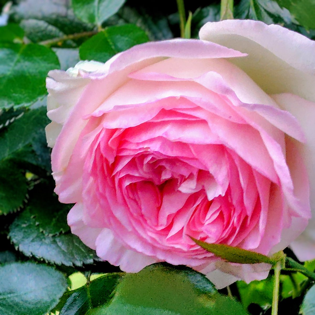 #TLを花でいっぱいにしよう 
激しい雨があがった夕方。
かの薔薇はここまで開いてきました。恥ずかしそうにうつむいて🌹