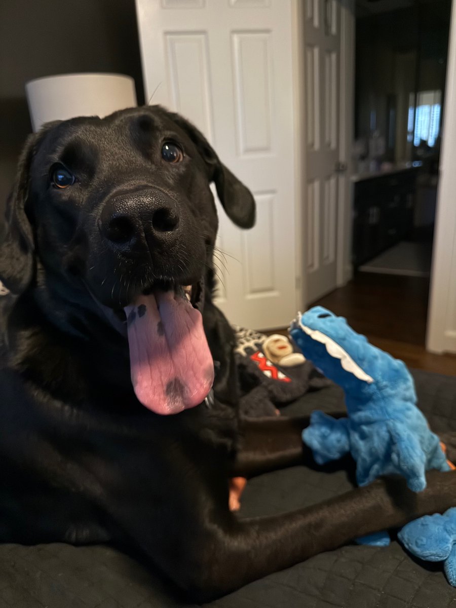 Drake ain't afraid of no dinosaur

#MichaelDulin #Pets #Dogs #Lifestyle #Drake #DogLife #Doggo