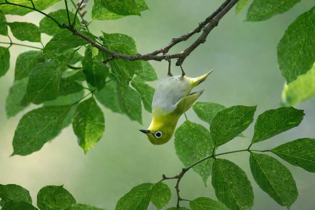 shijuvenate's tweet image. Indian White-eye with a thirchi nazar — watching you without really looking at you.
#IndiAves 
#followback