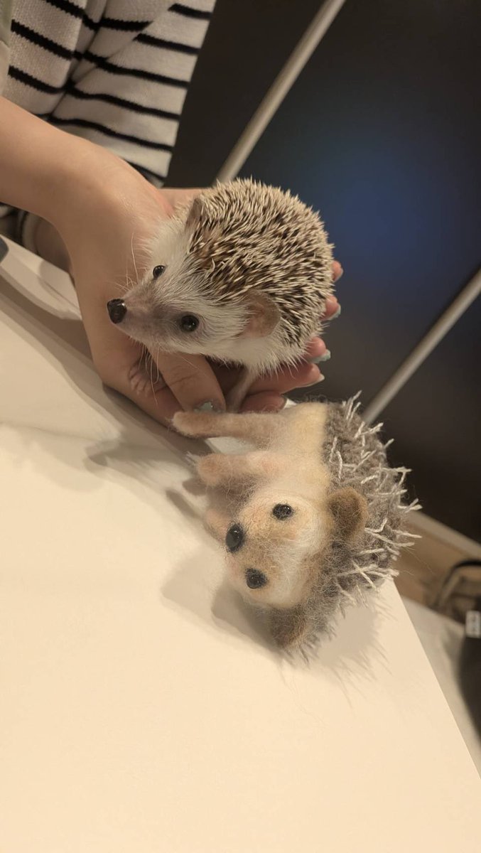 ハリネズミ