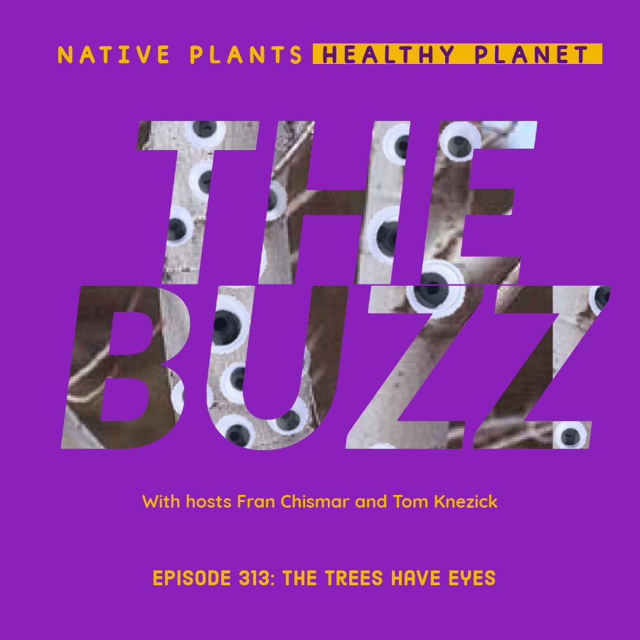 PinelandNursery's tweet photo. Tom &amp; @nativeplantfran r back w/a brand new episode of The Buzz. What is the demographic this month &amp; does it include jokes?.  “That’s Hot” highlights some great spring blooms. We have plenty of “Listener Shoutouts”. https://t.co/zaQT1n0sjf https://t.co/SARCM4Tv38