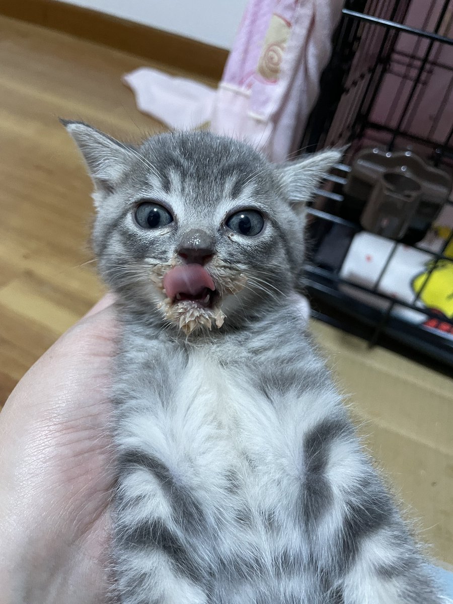 猫カフェmfmf/横浜駅 tweet media