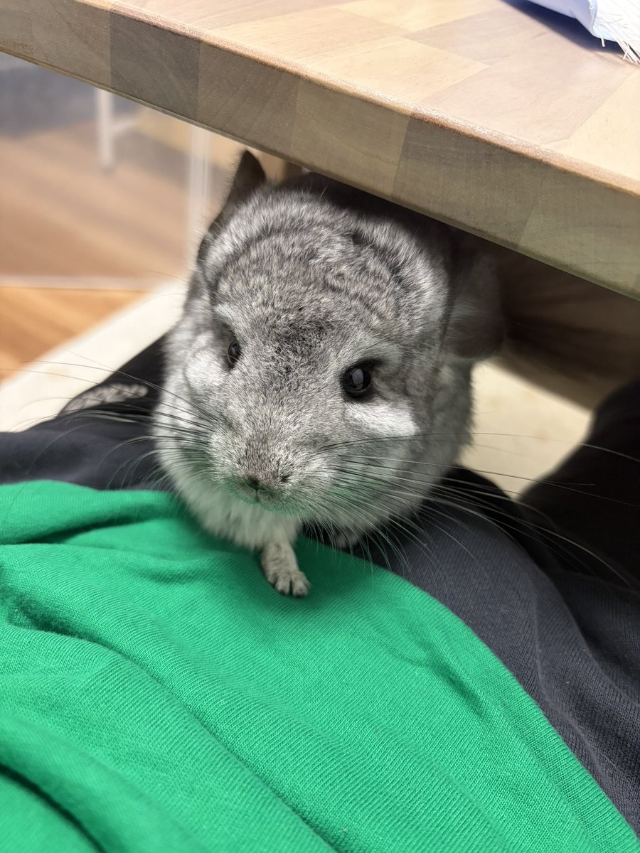 めいとオペラ tweet media