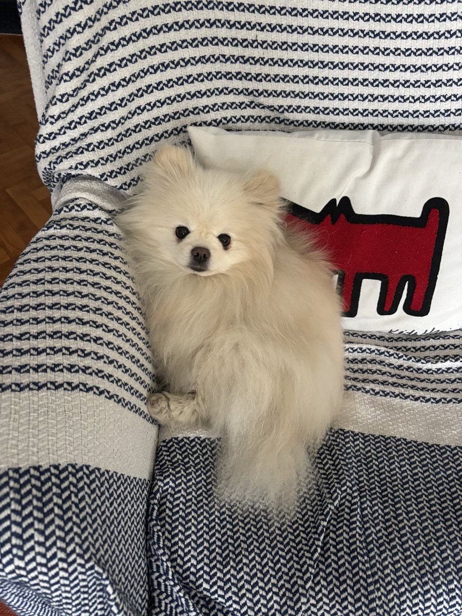 Pompom tweet media