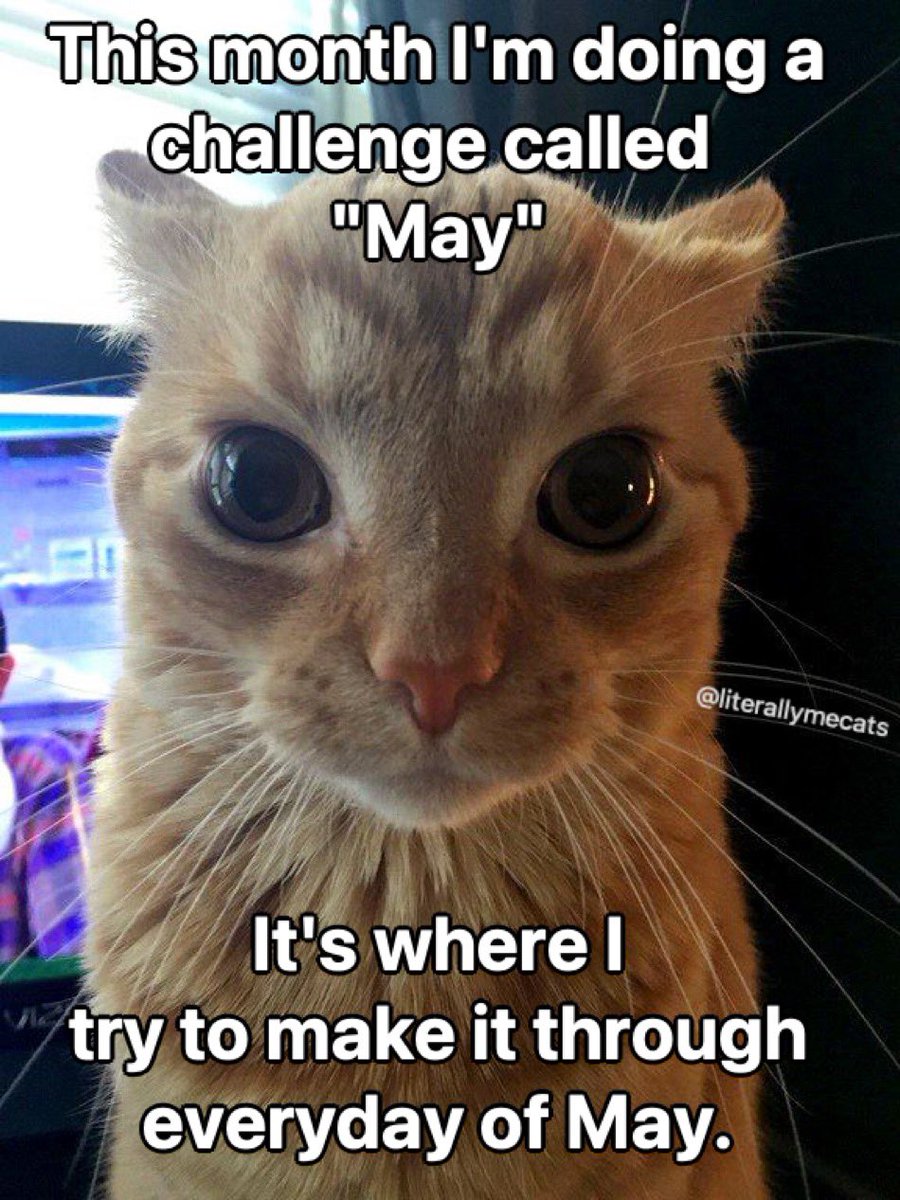 LiterallyMeCats tweet media