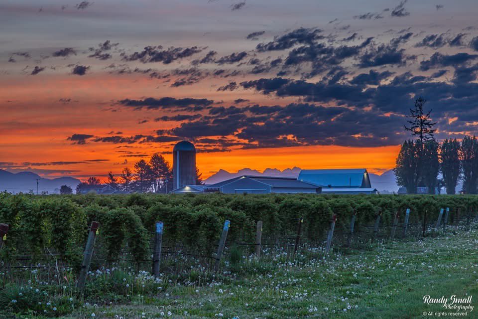 RandySmall's tweet image. Good Friday morning on this first day of May!! Sunrise was beautiful over the new raspberry crop!!! 🌅🌄🌞

Whatcom County, WA
 #pnw #wawx #whatcomcounty #sunrise