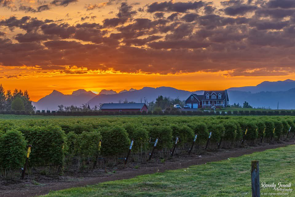 RandySmall's tweet image. Good Friday morning on this first day of May!! Sunrise was beautiful over the new raspberry crop!!! 🌅🌄🌞

Whatcom County, WA
 #pnw #wawx #whatcomcounty #sunrise
