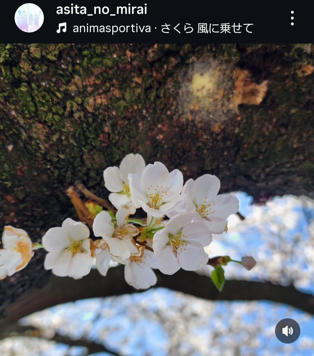 5bf8eaa5652c4d0's tweet image. 「しあわせの意味を」
〜春に恋して

あたりまえの毎日に
2人でこうしていられること
そして　こうして笑って
話が出きることが

嬉しくなって不意に
君を抱きしめてみた
恋をした春に　夢が覚めた
しあわせのなかで

#あげは
#コウ
#春ソング