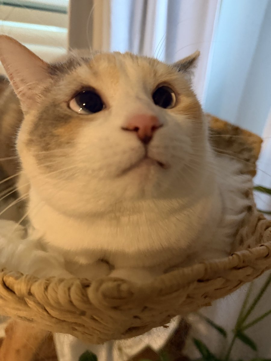 Panko A. Cat’s Mom tweet media