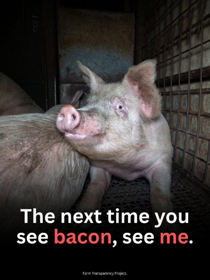 teamveganfta's tweet image. What we call “bacon” was once a life that wanted to live. 🥓💔

📸: farmtransparencyproject (IG) 

#bacon #veganshare #pigs