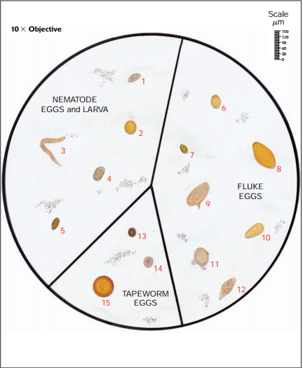 Ausbones's tweet photo. Relative sizes of helminth eggs as seen in a microscope field using the 10 objective (with 10 eye-pieces). Eggs are as seen in a saline preparation.
1. E.vermicularis, 2. A.lumbricoides, 3. S.stercoralis larva (motile), 4. Hookworm, 5. T.trichiura, 6. D. latum, 7. O. sinensis, 8. Fasciola sp, 9. S. mansoni, 10.  Paragonimus sp, 11. S. japonicum, 12. S. intercalatum, 13. Taenia sp, 14. V. nana, 15. H.dimunuta.