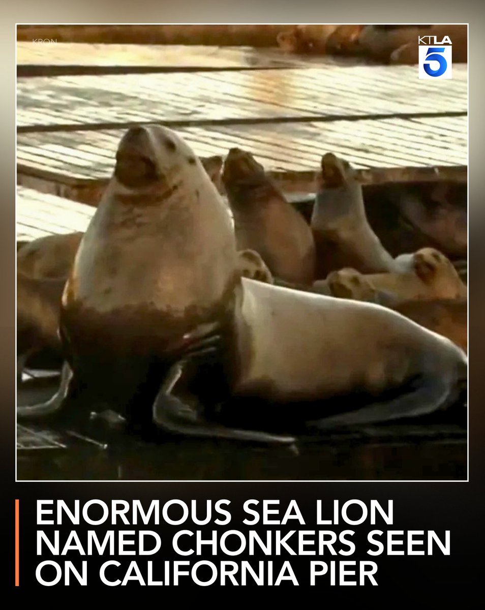 KTLA's tweet photo. Enormous sea lion named Chonkers seen on San Francisco pier https://t.co/XW026rd8gm https://t.co/inUgrtPflV