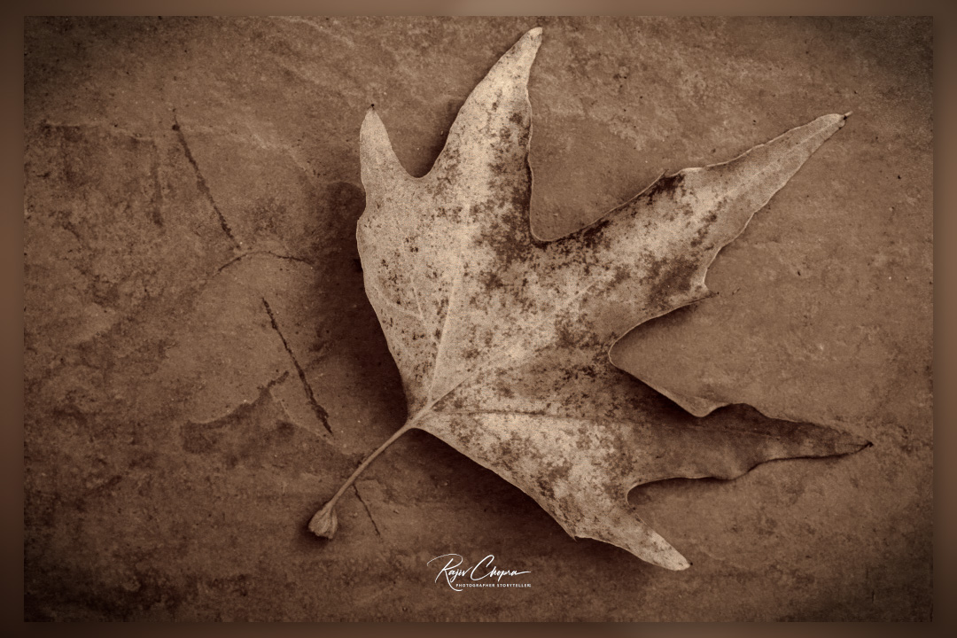 RC2208's tweet image. Bonfils Felix was a well-known photographer in the 19th century. He moved to Beirut in 1867, set up a studio  and produced hundreds of images of the Middle East.  He did not photograph leaves!
A simulation of his style in DXP Film Pack. 
tidd.ly/3JyvRTd
 #vintage #leaves