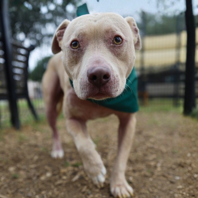 pups_in_need's tweet image. #SanAntonio #TX
ACS Shelter
#AdoptDontShop
#Rescue
#adopt
#Foster
#shelterdog
Save A Life 🌿 
URGENT TODAY
Sweet boy🥇
5.6 years
🌼Pet id A774008
Pls Email-
acsadoptions@sanantonio.gov
acsrescue-foster@sanantonio.gov
Foster given free pet food, vet care
youtu.be/cPL3kRu1-qs?si…